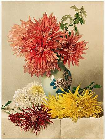 菊花`Chrysanthemums (1883) by William Duffield
