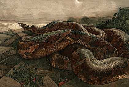 巨蟒之歌`Kaa the Python by Maurice And Edward Detmold