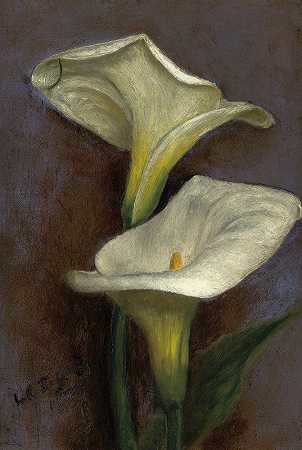 马蹄莲`Calla Lilies (1865) by Louis Comfort Tiffany