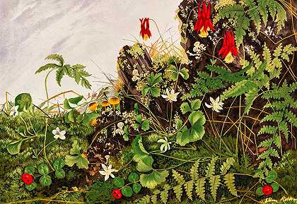 野花`Wild Flowers by Ellen Robbins
