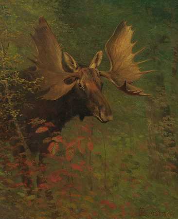 驼鹿研究`Study Of A Moose by Albert Bierstadt