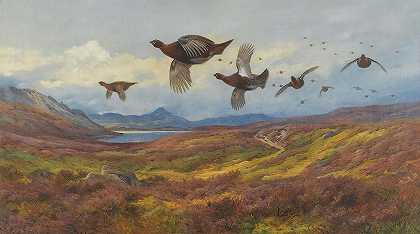 从枪口转向红松鸡`Swerving From the Guns-Red Grouse by Archibald Thorburn