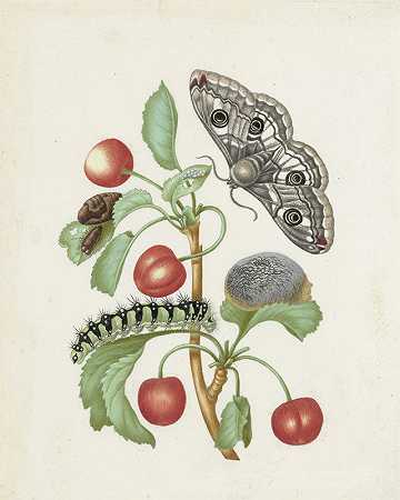 小帝王蛾的蜕变`Metamorphosis of a Small Emperor Moth (after 1679) by Dorothea Maria Gsell