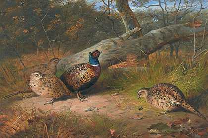 倒下的山毛榉——一只公鸡和三只带黄蜂的鸡`The Fallen Beech~ A Cock And Three Hen Pheasants With A Wasp (1886) by Archibald Thorburn