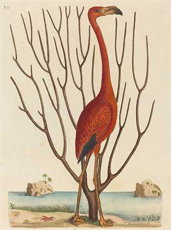 火烈鸟`The Flamingo (Phoenicopterus ruber) (1731~1743) by Mark Catesby
