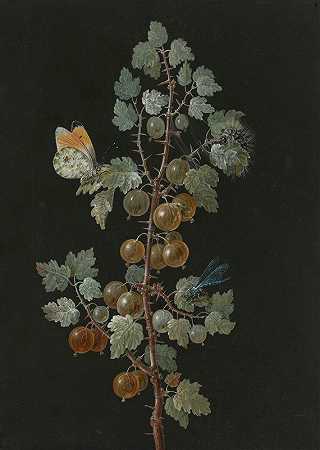 芭芭拉·迪茨奇（Barbara Dietzsch）的一枝醋栗，上面有一只蜻蜓、一只橙尖蝴蝶和一只毛虫`A Branch of Gooseberries with a Dragonfly, an Orange~Tip Butterfly, and a Caterpillar (1725~1783) by Barbara Dietzsch