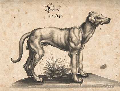 向右看的狗`A Dog Looking to the Right (1564) by Tobias Stimmer