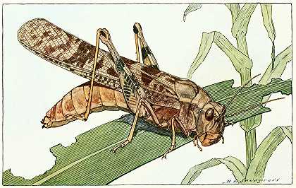 卡罗莱纳蝗虫`Carolina Locust (1929~1932) by Robert Evans Snodgrass