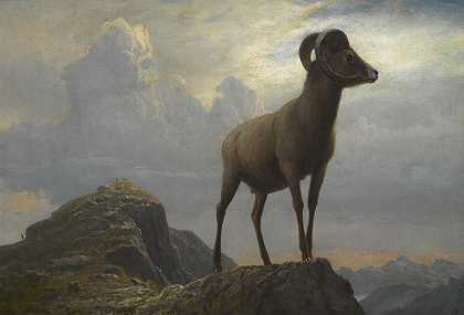 大角羊的研究`Study Of A Bighorn Ram by Albert Bierstadt