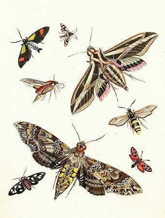 苏尔泽博士《昆虫简史》，第19页`Dr. Sulzers Short History of Insects, Pl. 19 (1776) by Johann Heinrich Sulzer