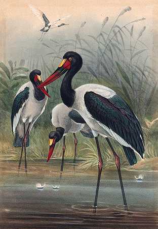 鞍嘴鹳`The Saddle~Billed Stork (1861~1867) by Joseph Wolf