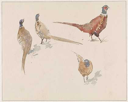 四只野鸡`Vier fazanten (1864 ~ 1936) by Jan van Essen