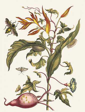 甘薯和鹦鹉螺`Ipomoea batatas and Heliconia psittacorum (1705) by Maria Sibylla Merian