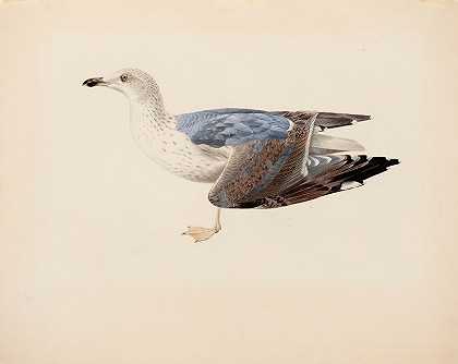 欧洲鲱鸥`European Herring Gull (1837) by Magnus Von Wright