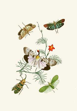 东方昆虫学内阁`The cabinet of oriental entomology Pl IV (1848) by John Obadiah Westwood