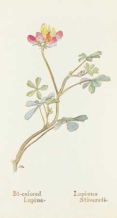 双色羽扇豆`Bi~colored Lupine (1915) by Margaret Armstrong