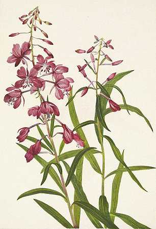 火柴。柳兰`Fireweed. Epilobium angustifolium (1925) by Mary Vaux Walcott