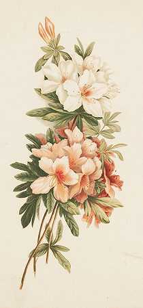 杜鹃花`Azaleas (ca. 1861–1897) by Louis Prang