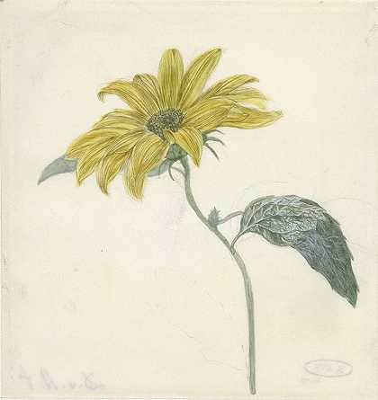向日葵`Zonnebloem (c. 1800 ~ c. 1900) by D. van Alphen