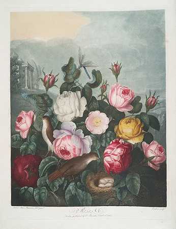 玫瑰`Roses (1799–1807) by Robert John Thornton