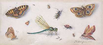 昆虫、蝴蝶和蜻蜓`Insects, Butterflies, and a Dragonfly (17th century) by Jan Van Kessel The Elder