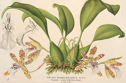 该死的海尔西亚`Helcia sanguinolenta (1854~1896) by Charles Antoine Lemaire