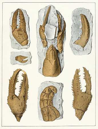 波西米亚白垩组的甲壳动物，插图6`Die crustaceen der böhmischen kreideformation Pl. 6 (1887) by Antonín Frič