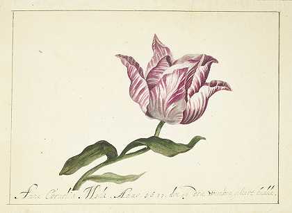 郁金香`Tulip (1677) by Anna Cornelia Moda