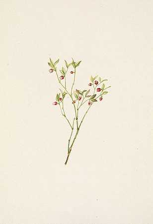 松鸡轮莓（花）。越桔`Grouse Whortleberry (flower). Vaccinium scoparium (1925) by Mary Vaux Walcott
