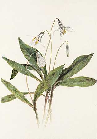 白裤子。（白化红）`White Troutlily. (Erythronium albidum) (1925) by Mary Vaux Walcott
