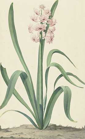 流便王离开玫瑰园。`De roze hyacint Rex Rubrorum (1762) by Jan Augustini