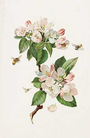苹果花和蜜蜂`Apple Blossoms and Bees (1885) by Alois Lunzer
