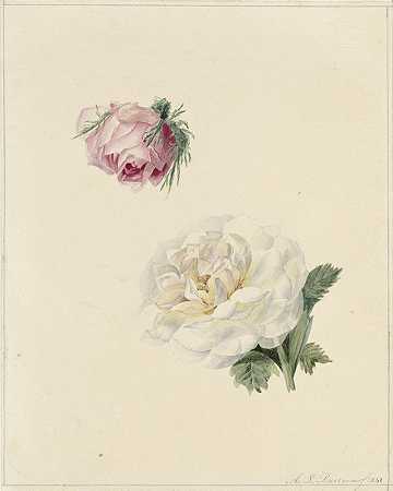 对粉红和白玫瑰的研究`Studies van een roze en een witte roos (1841) by Marie Louise Praetorius