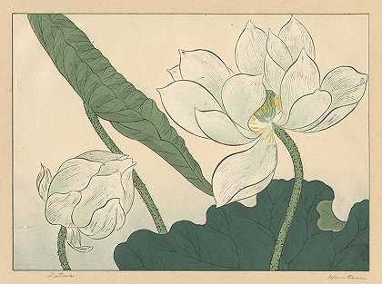 莲花`Lotus (1920s) by Sakai Hōitsu