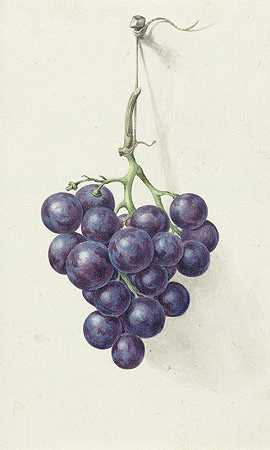 一串蓝葡萄`Tros blauwe druiven (1775 ~ 1833) by Jean Bernard