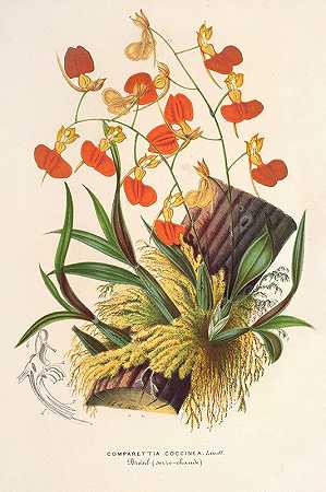 胭脂虫隔室`Comparettia coccinea (1854~1896) by Charles Antoine Lemaire