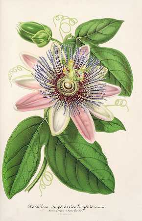 西番莲（杂交）`Passiflora Imperatrice Eugenie (hybride) (1854~1896) by Charles Antoine Lemaire