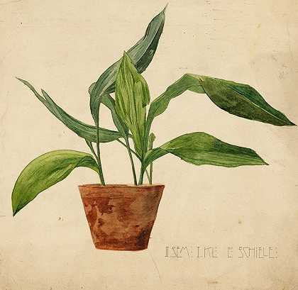 Egon Schiele的盆栽植物（Schülerarbeit）`Topfpflanze (Schülerarbeit) (1904) by Egon Schiele