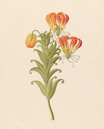 格洛里奥萨`Gloriosa [Gloriosa superba] (1817) by Clemenz Heinrich Wehdemann