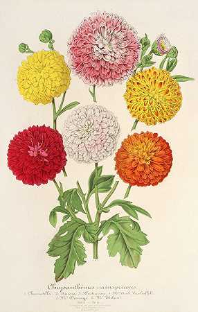 矮小早熟的菊花`Chrysanthèmes (des jardins) nains et précoces (1854~1896) by Charles Antoine Lemaire