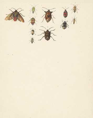 11种不同甲虫的研究表`Studieblad met elf verschillende kevers (1824 ~ 1900) by Albertus Steenbergen