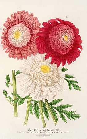 除虫菊`Pyrethrum (1854~1896) by Charles Antoine Lemaire