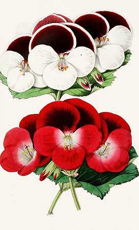 天竺葵、君王和弗吉尼亚`Pelargoniums, Regalia and Virginia (1852~1861)
