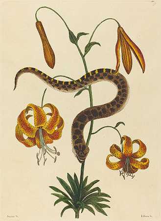 猪鼻蛇`The Hog~nose Snake (Boa contortrix) (1731~1743) by Mark Catesby
