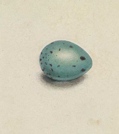 一只鸟鸡蛋`A Birds Egg by James Sowerby