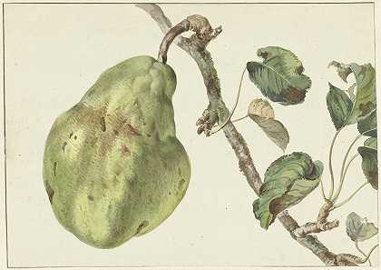 树枝上的梨`Peer aan een tak (1781) by Pieter Gevers