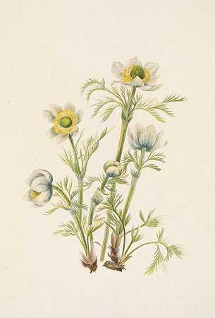 羽状海葵（花）。枕白头翁`Plume Anemone (flower). Pulsatilla occidentalis (1925) by Mary Vaux Walcott