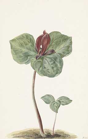 延龄草`Trillium (1817)