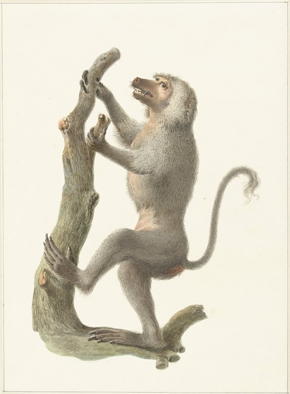 曼特尔巴维`Mantelbaviaan (1759 ~ 1842) by Pieter Pietersz. Barbiers