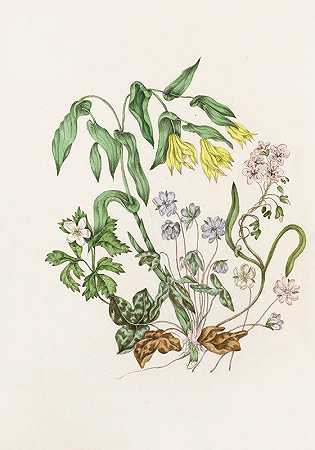 尖瓣海棠，大花贝母，木茴香，春天的美丽`Sharp Lobed Hepàtica, Large Flowered Bellwort,Wood Anemon, Spring Beauty (1868) by Agnes Fitzgibbon